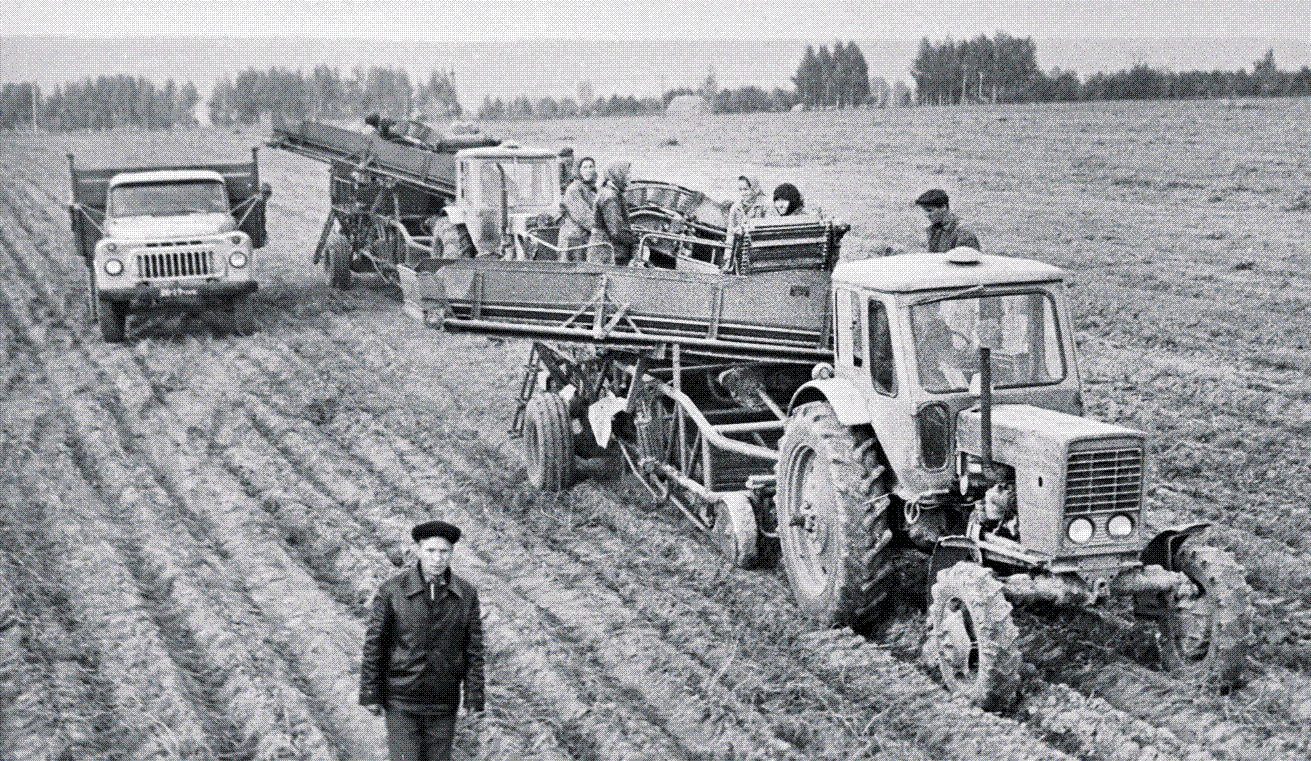 "Уборка картофеля в совхозе «Передовик» Моргаушского района. 1975."